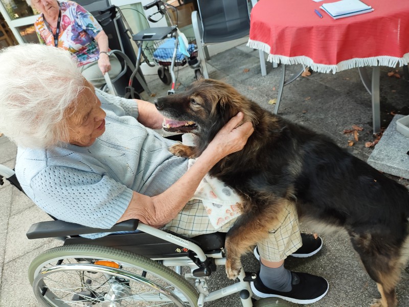 Hunde im Haus Mainblick
