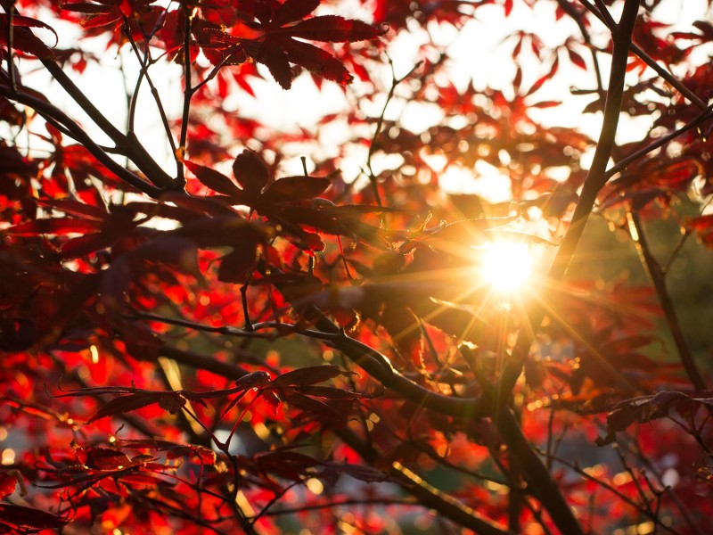 Herbstlicht
